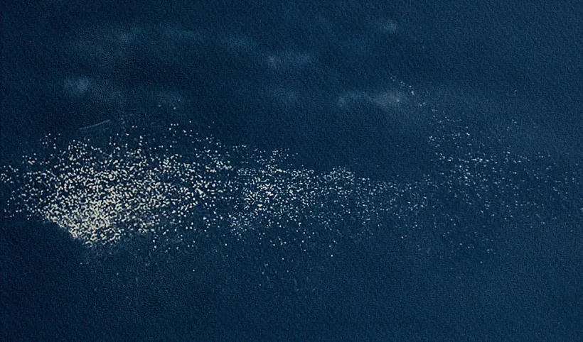 Prajekt «Maja raka» Prajekt «Maja raka»