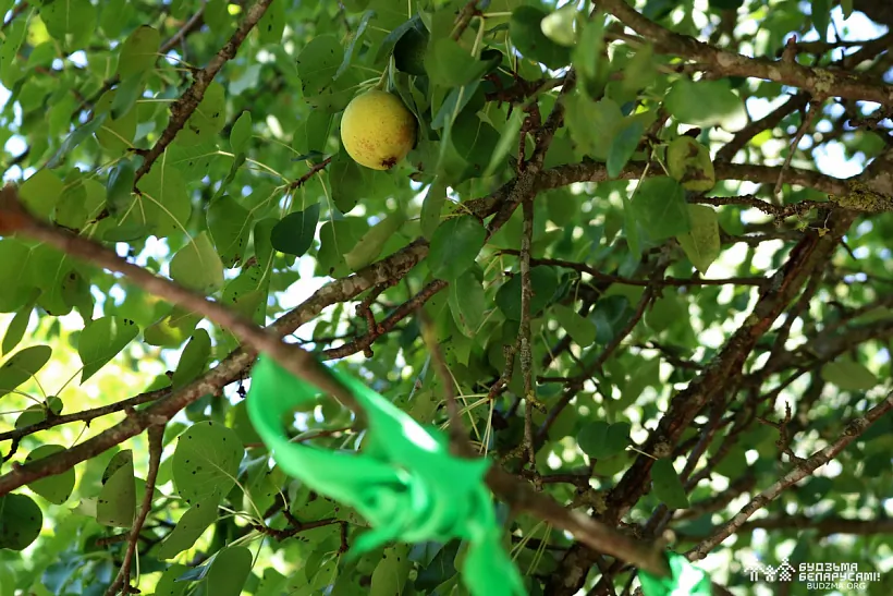 Halinki sviatoj hruški