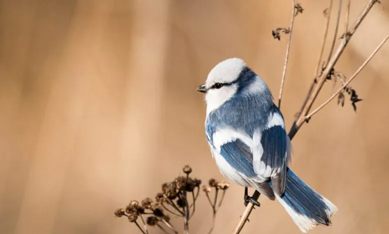 синица-780x470.jpg