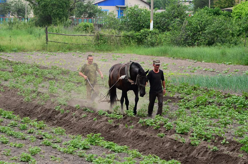 Akučvannie buĺby ŭ v. Vialiki Bor Chojnickaha r-na. 2020 h. Akučvannie buĺby ŭ v. Vialiki Bor Chojnickaha r-na. 2020 h.