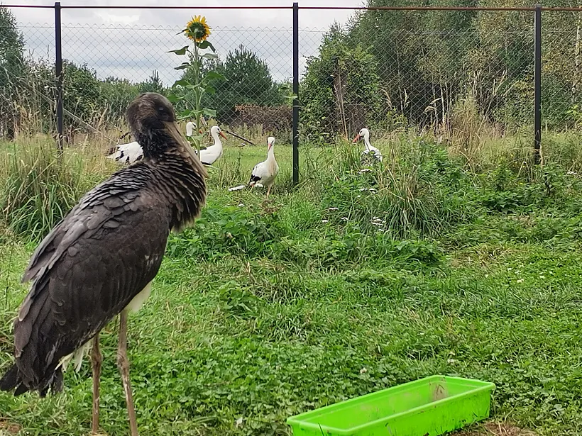 czorny_busel_ahova_pryrody_03.jpg czorny_busel_ahova_pryrody_03.jpg