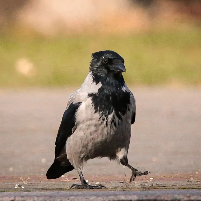 Серая ворона. Брест. Виталий Некрашевич.jpg Серая ворона. Брест. Виталий Некрашевич.jpg