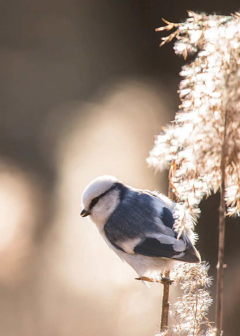 IMG_2039-2 Белая сініца. Фота Андрэя Шэўчыка_.jpg IMG_2039-2 Белая сініца. Фота Андрэя Шэўчыка_.jpg