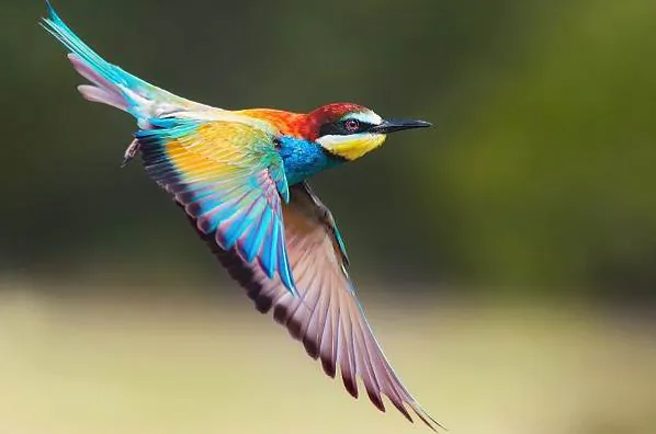 szczurka_shutter.jpg шчурка