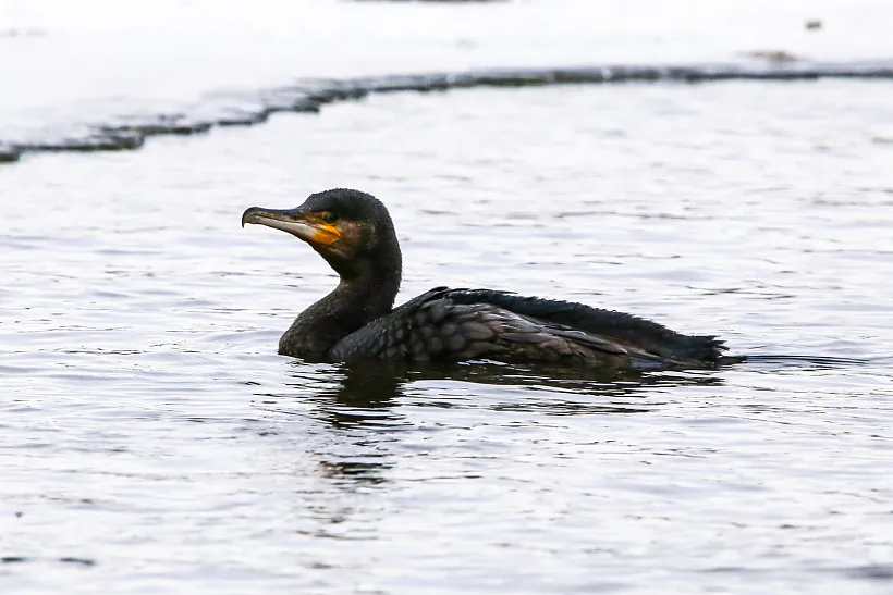 Большой баклан Виталий Некрашевич.jpg