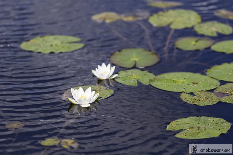 ЛепельскаеTarantino.by-2013-Cmok-5-Polack-Lepel-5651.jpg ЛепельскаеTarantino.by-2013-Cmok-5-Polack-Lepel-5651.jpg