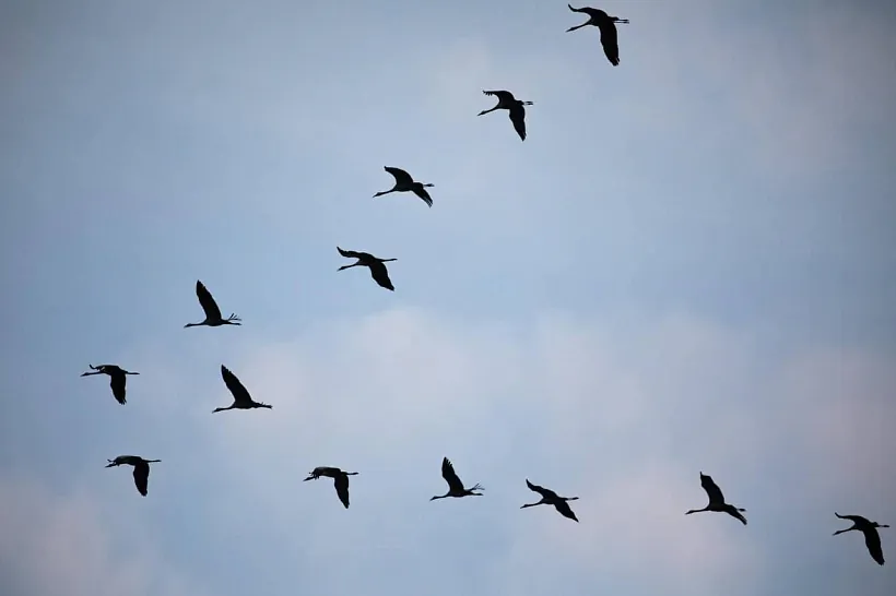 Журавли. Миоры, Ельня. Татьяна Алешка 5.jpg Журавли. Миоры, Ельня. Татьяна Алешка 5.jpg