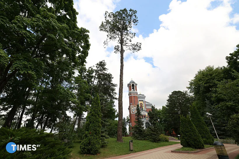 mirski-zamak-dreva-04.jpg