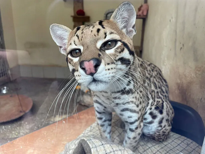 mensk_zoo_acelot_pad_apeku.jpg mensk_zoo_acelot_pad_apeku.jpg