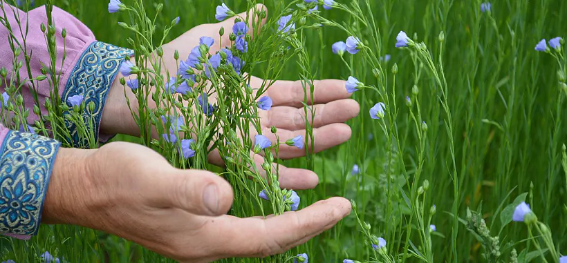 01лён.jpg 01лён.jpg