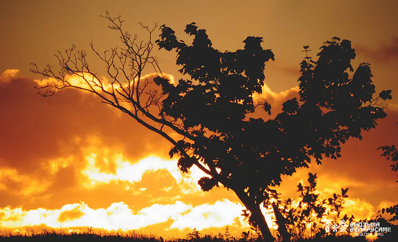 zhniven-03.jpg жнівень 4