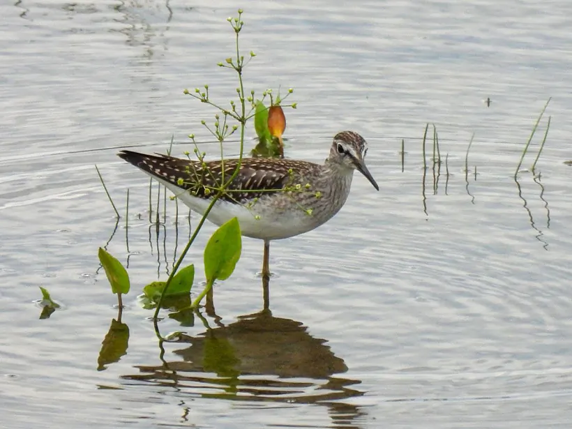 Фифи. Фото Makoto Miharu.jpg Фифи. Фото Makoto Miharu.jpg