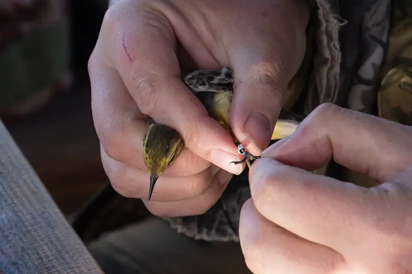 Kaĺcavannie ptušak na stancyi «Jasieĺda»
