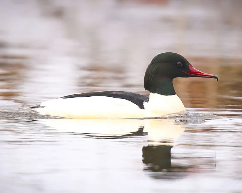 Большой крохаль Виталий Некрашевич.jpg