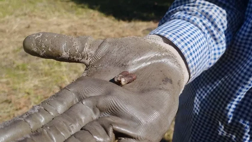 Znojdzieny na raskopkach zub čalavieka