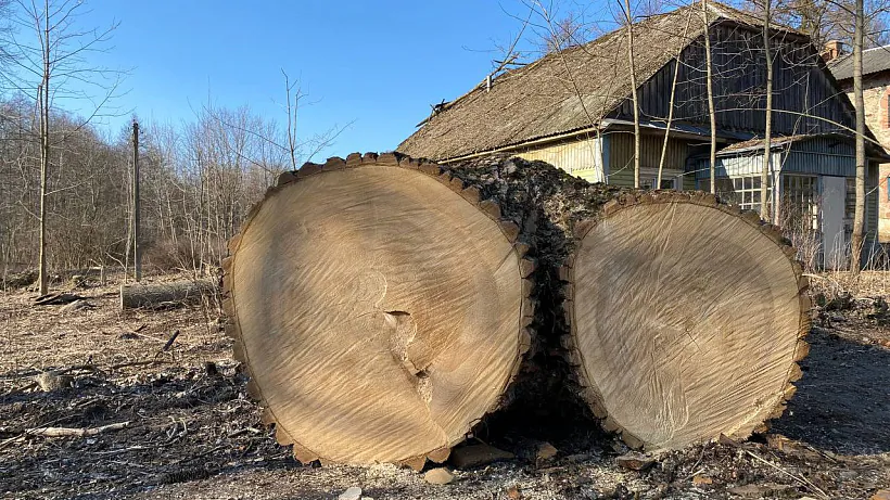 пни здоровых деревьев 1.jpg