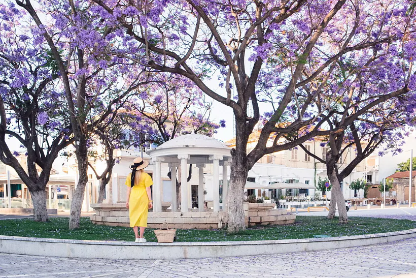 Jacaranda Lisbon