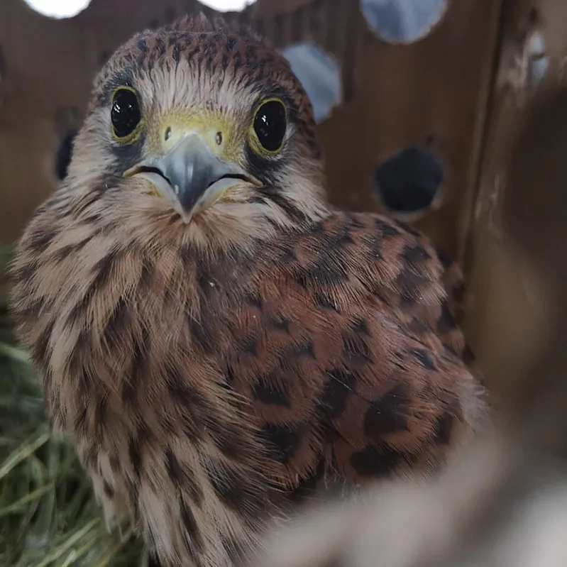 Pustalga-u-skryni-fota-chytacha-APB-z-Bresta-800.jpg Pustalga-u-skryni-fota-chytacha-APB-z-Bresta-800.jpg