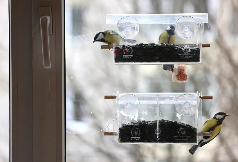 Большие синицы на оконной кормушке. Фото Инны Шкурко.jpg Большие синицы на оконной кормушке. Фото Инны Шкурко.jpg
