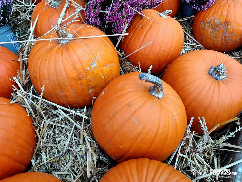 7_2023-10-06_Galeria Polnocna_A.Laszkiewicz_36.jpg 7_2023-10-06_Galeria Polnocna_A.Laszkiewicz_36.jpg