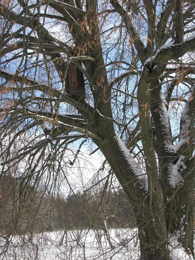 Kaloda ŭ Dudzincach pad Barysavam