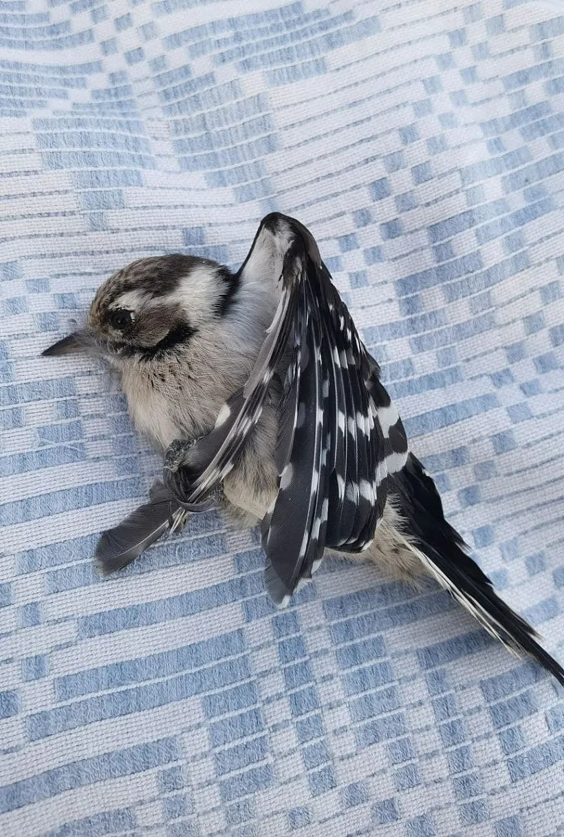 Малады малы дзяцел, які сутыкнуўся з шыбай. Праз некалькі хвілін ён ачомаўся і паляцеў. Фота Аксаны Казаковай.jpg Малады малы дзяцел, які сутыкнуўся з шыбай. Праз некалькі хвілін ён ачомаўся і паляцеў. Фота Аксаны Казаковай.jpg