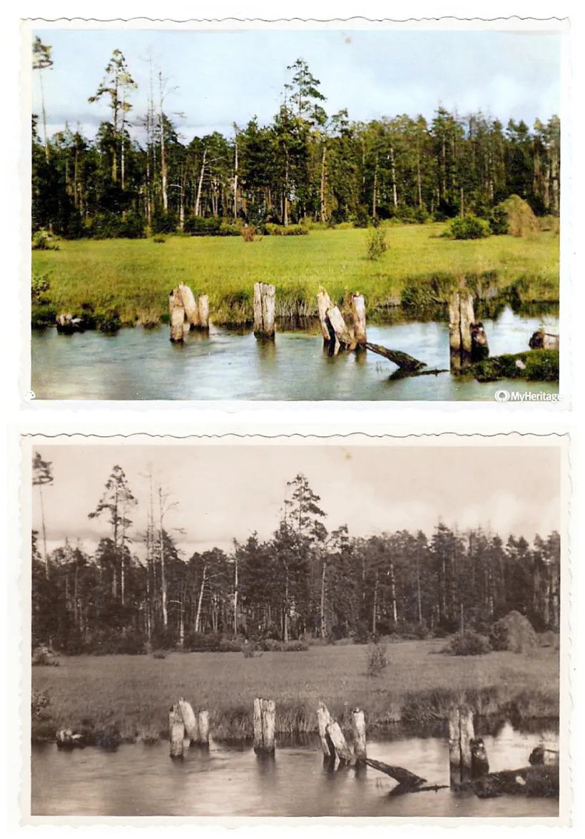 mal_26_Nalibackaja_puszcza.jpg mal_26_Nalibackaja_puszcza.jpg