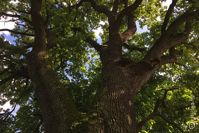 18 dubae-park.jpg Дубае. Парк