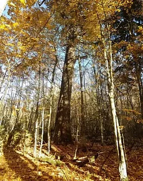 Dubu Mintusu z Homieĺščyny 500 hadoŭ