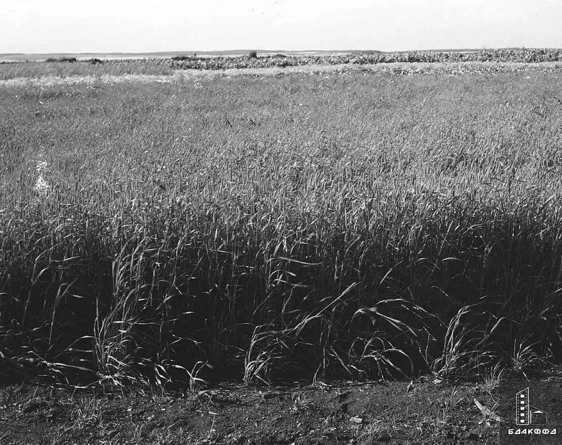 Karmavaja trava na asušanym balocie Minskaha rajona, 1956 h.
