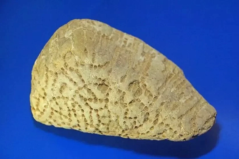 Lancužkovy karal Lancužkovy karal