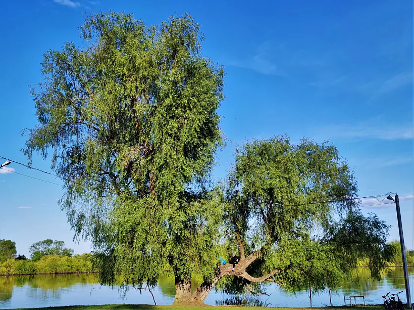 Іва Караткевіча ў Рагачове