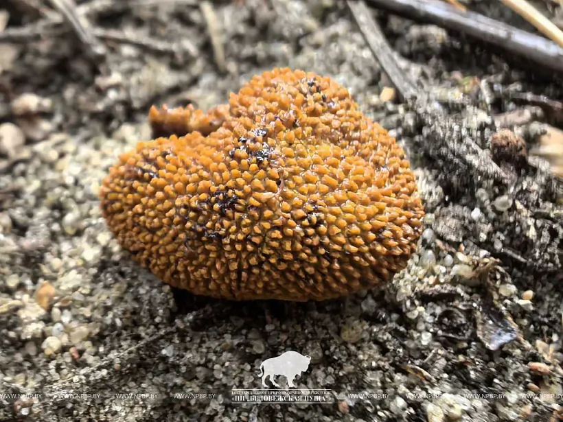 Elaphomyces muricatus Elaphomyces muricatus