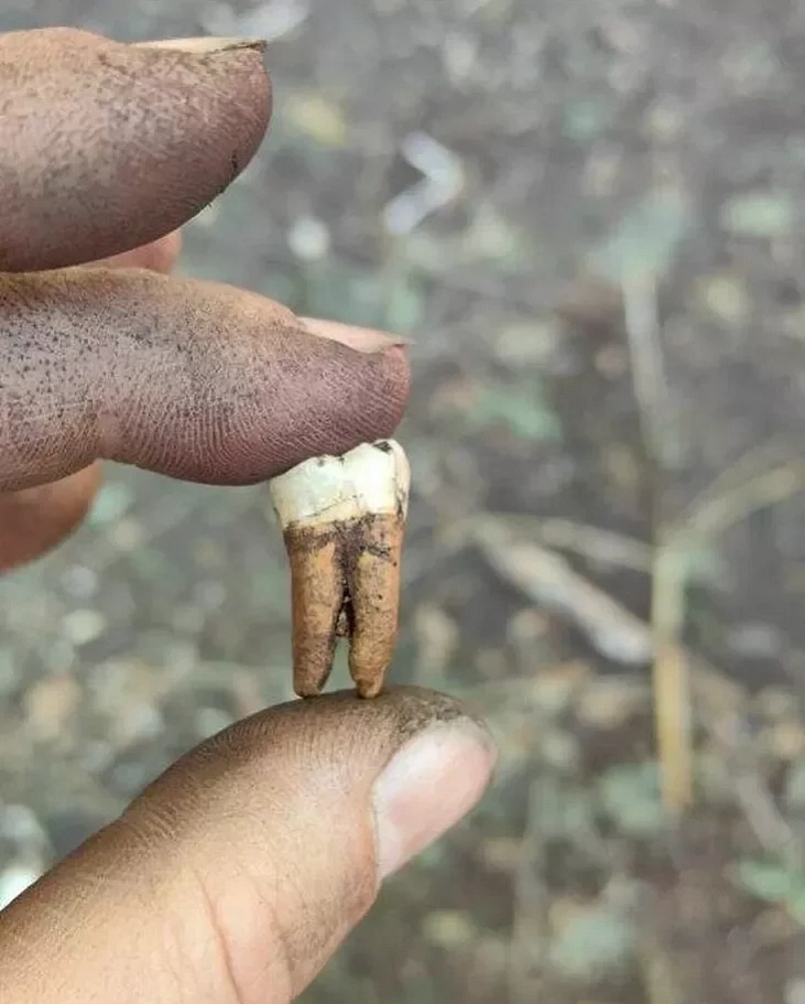 Znojdzieny na raskopkach zub čalavieka