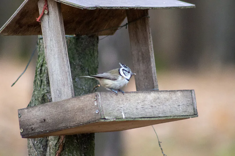 002 - копія.jpg