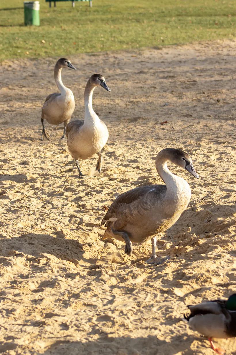 002 - копія.jpg