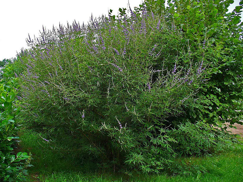 vitex-03.jpg Расліна Vitex agnus-castus