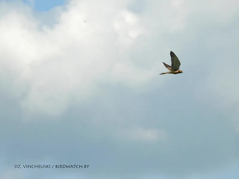 Back-to-nature-Ft-juv.-06-07-2021-by-DzVincheuski-09-800.jpg Back-to-nature-Ft-juv.-06-07-2021-by-DzVincheuski-09-800.jpg