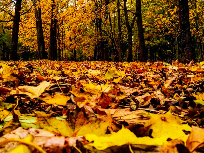 Park u Niasvižy Park u Niasvižy