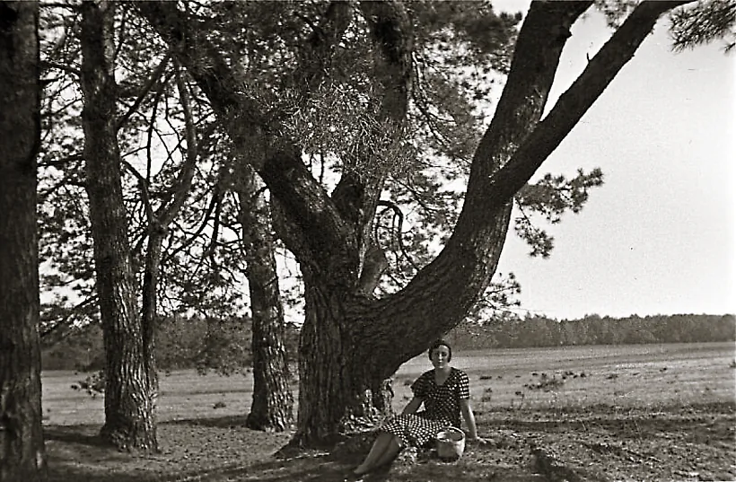 Chamiantoŭskaja pad drevam, 1931 Chamiantoŭskaja pad drevam, 1931