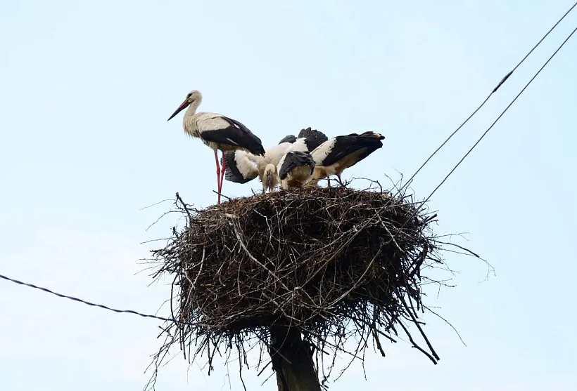 Busly ŭ v. Bielaja Carkva Čašnickaha r-na. 2019 h. Busly ŭ v. Bielaja Carkva Čašnickaha r-na. 2019 h.