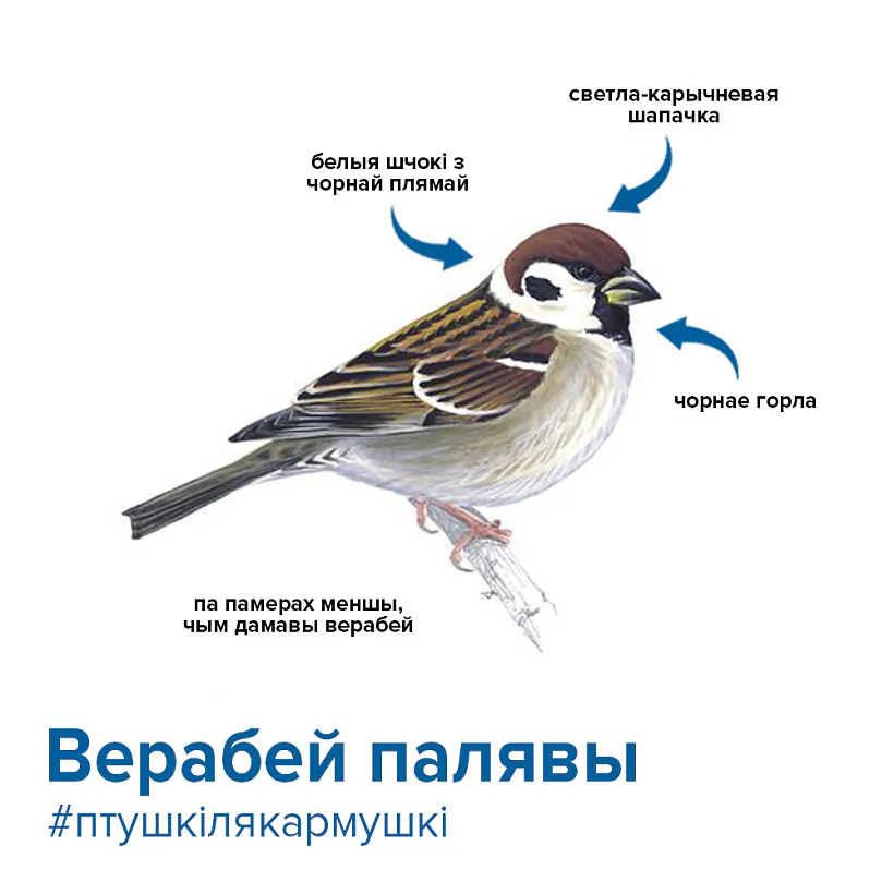 полевой воробей.jpg полевой воробей.jpg