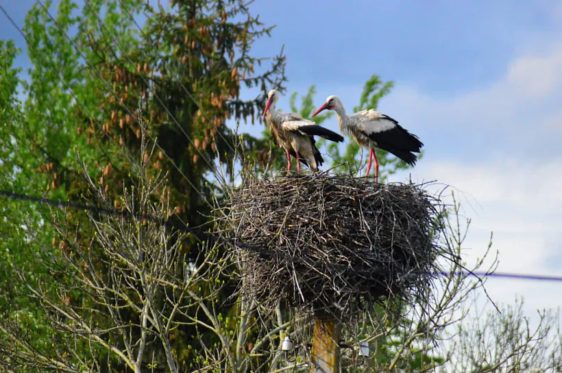 Гнездо аистов на опоре ЛЭП. Екатерина Букас.jpg