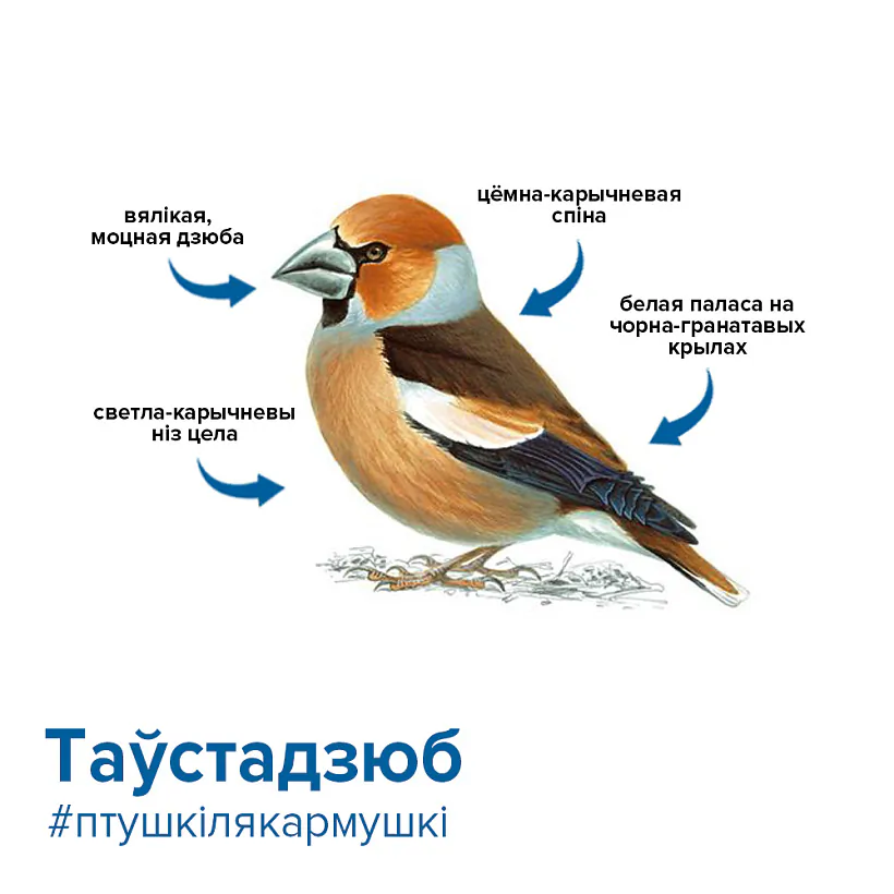 дубонос.jpg дубонос.jpg