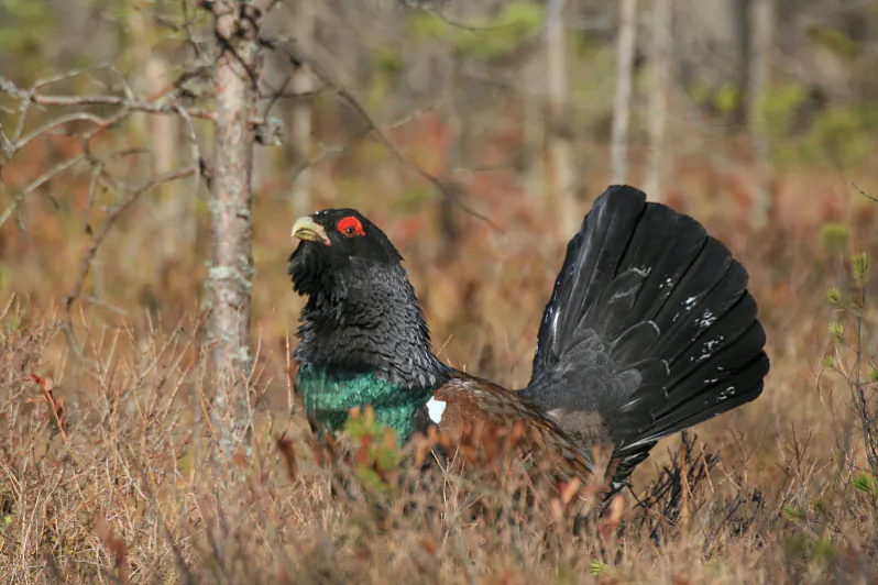 hluhar_v_kozlovskij_010_.jpg hluhar_v_kozlovskij_010_.jpg