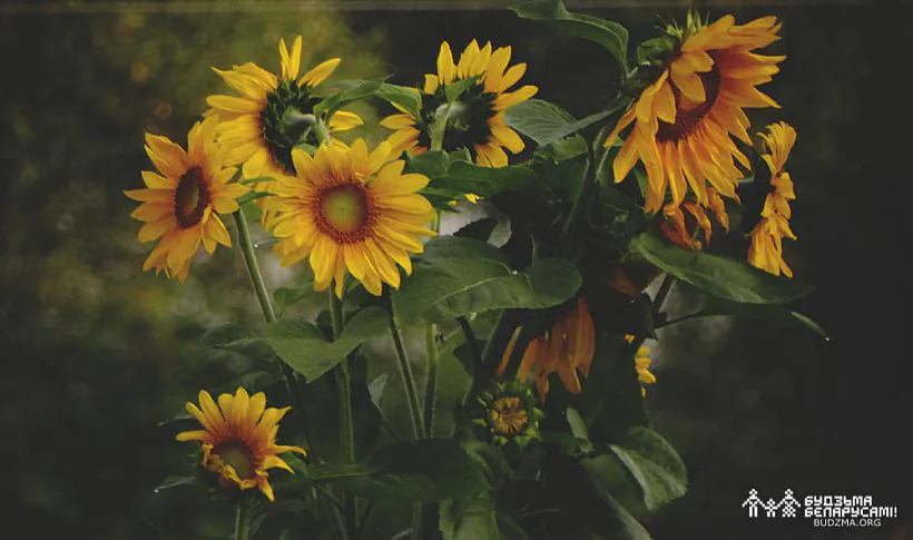 zhniven-01.jpg жнівень 1