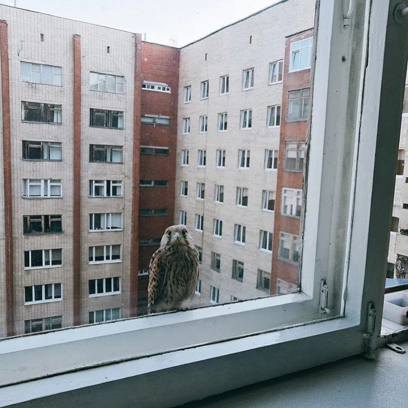 Pustalga-za-aknom.-Anton-Ivanou-800.jpg Pustalga-za-aknom.-Anton-Ivanou-800.jpg