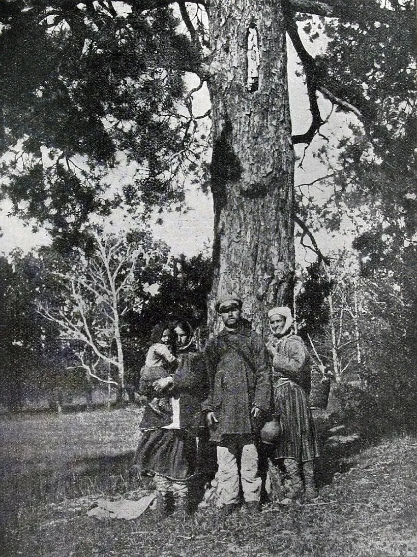 Siamja pad bortnym drevam