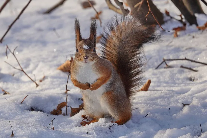 Белка, Сергей Одновал.jpg Белка, Сергей Одновал.jpg