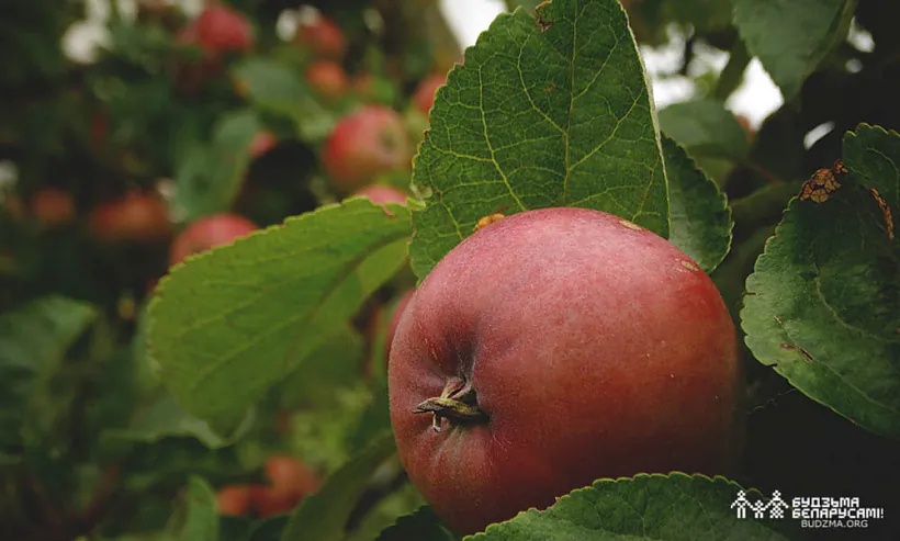 zhniven-04.jpg жнівень 3